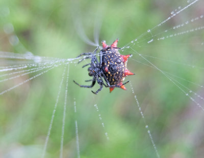 crab like spiny orb weaver underside.jpg