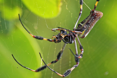 golden silk orb weaver with bee.jpg