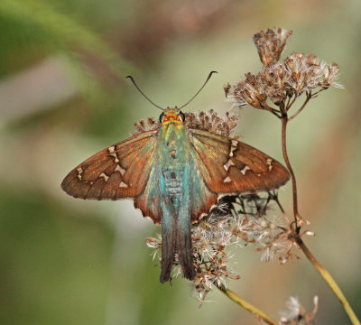 long tailed skipper.jpg
