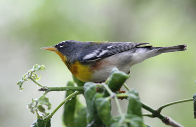 northern parula 2.jpg