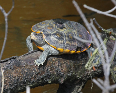 ornate diamond backed terrapin.jpg
