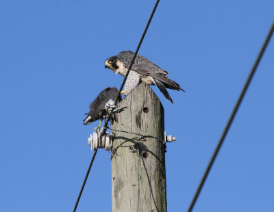Peregrine with common gallinule 2.jpg