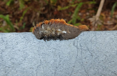 puss caterpillar (southern flannel moth).jpg