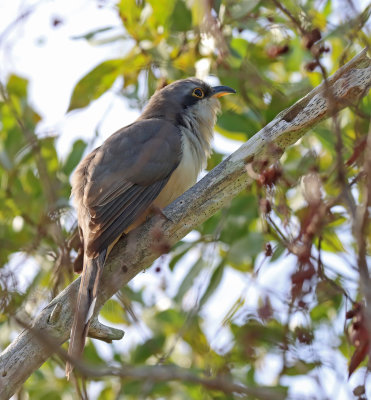 mangrove cuckoo 3.jpg