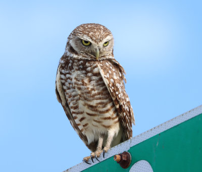 burrrowing owl 5.jpg