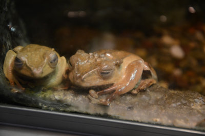 ORGFrogs.jpg