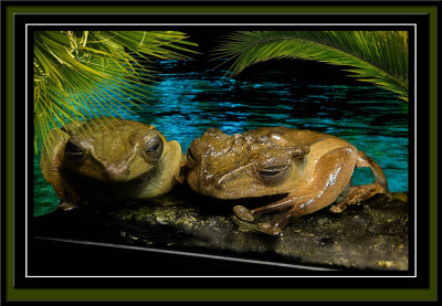 frogs.jpg