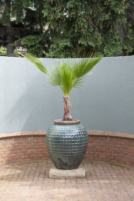 ORGvaseplant.jpg