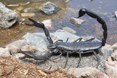 ORGscorpion.jpg
