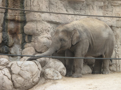ORGelephant.jpg