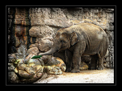 Elephant.jpg