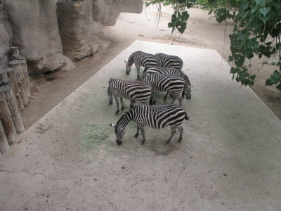 ORGzebras.jpg