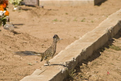 ORG roadrunner.jpg