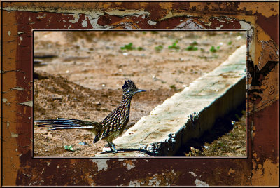 roadrunner.jpg