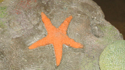 ORGstarfish.jpg