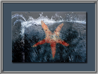 starfish.jpg