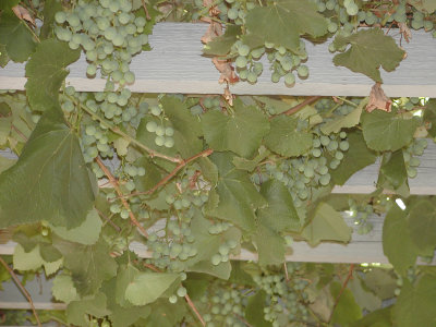 ORGgrapes.jpg