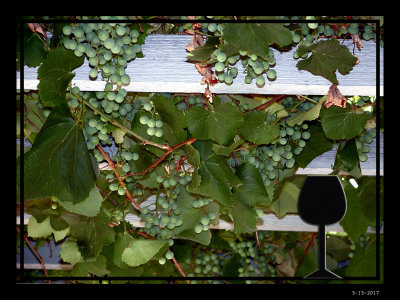 Grapes.jpg