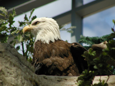 ORGeagle.jpg
