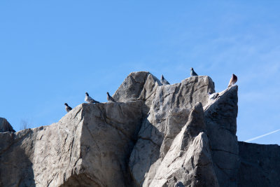 ORGBirds.jpg
