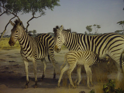 ORGzebrafam.jpg