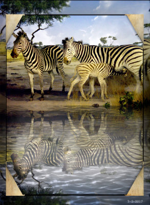 Zebra Family.jpg