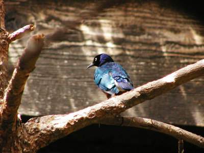 ORGblbird.jpg