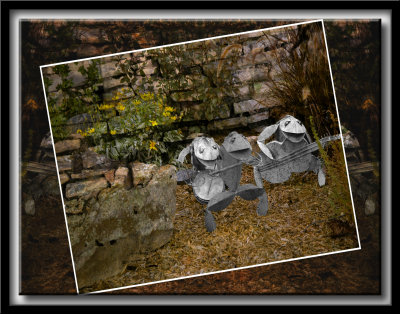 Frogs2.jpg