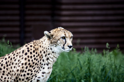 ORGleopard.jpg