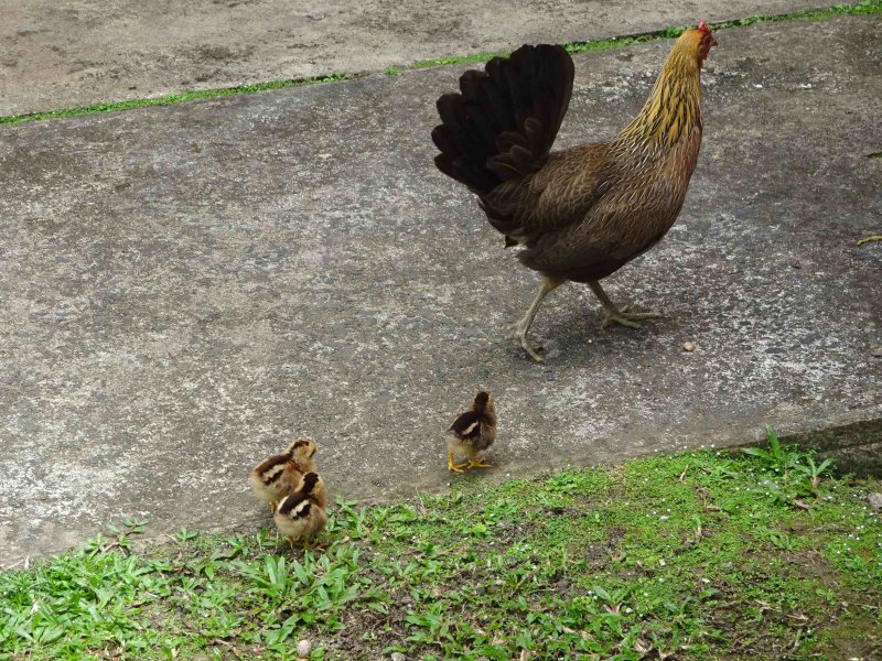 Mre poule