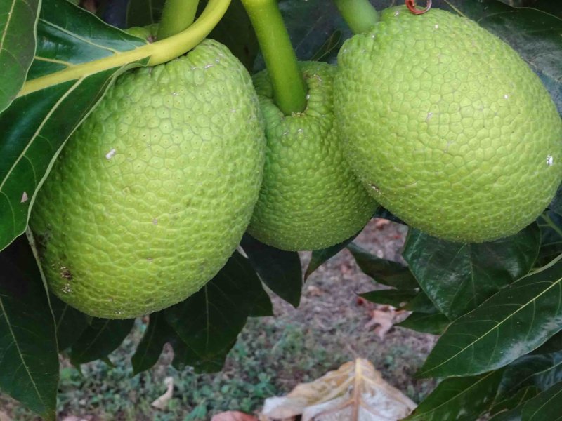 Fruit  pain