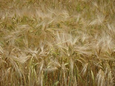 In among the bearded barley