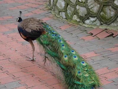 Aviary