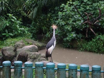 Aviary