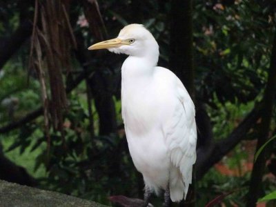 KL Aviary