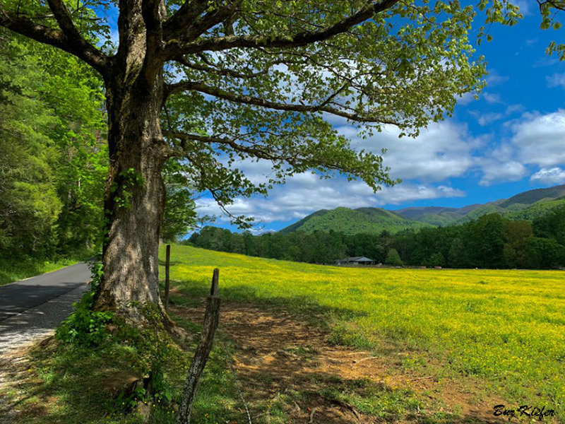 Field of Buttercups-Cades Cove