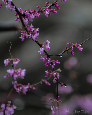 Redbud in the Rain 