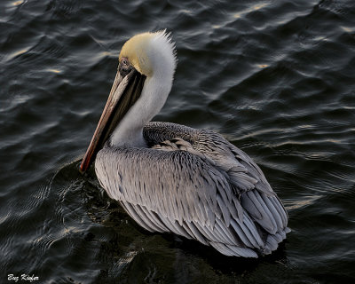 Pelican Chilling 