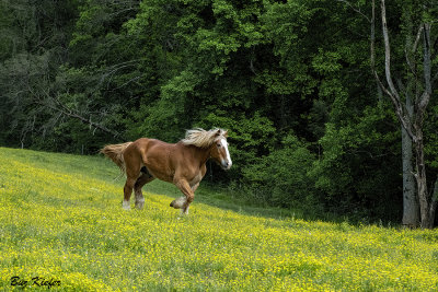 Fine Horse in a Field of Buttercups 