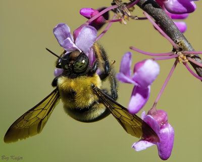 Redbud and Small Friend