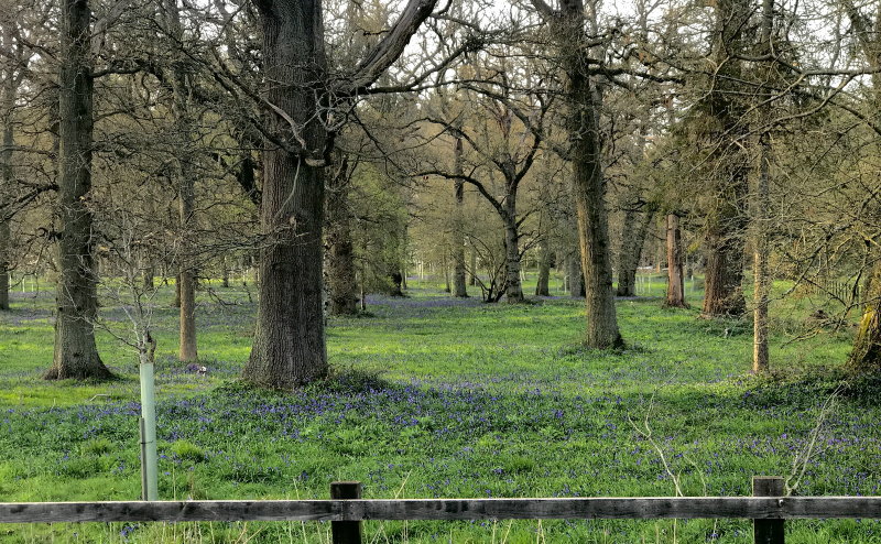 Bluebells