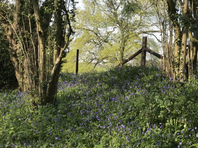 Bluebells