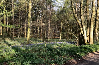 Bluebells