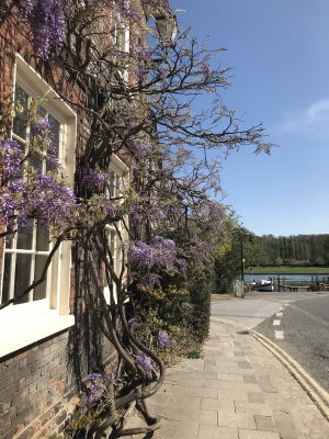 20200414_henley_wysteria_resize.jpg