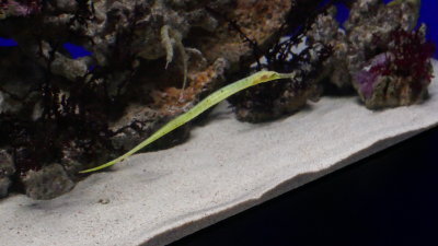P1110515_resize.JPG
