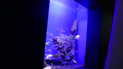 P1110565_resize.JPG