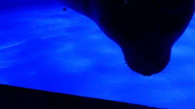 P1110588_resize.JPG