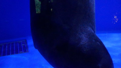 P1110592_resize.JPG