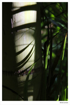 Bambou01w.jpg