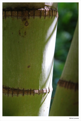 Bambou02w.jpg